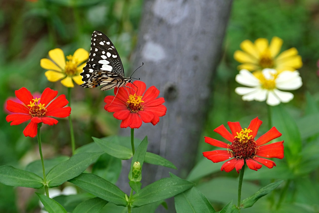 butterfly on heat tolerant zinnia flowers for the perfect summer garden