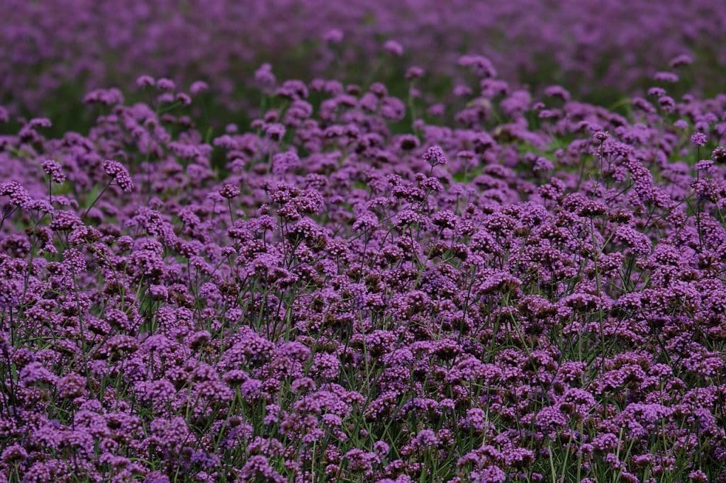 mass planting of purple heat resistant verbena flowers