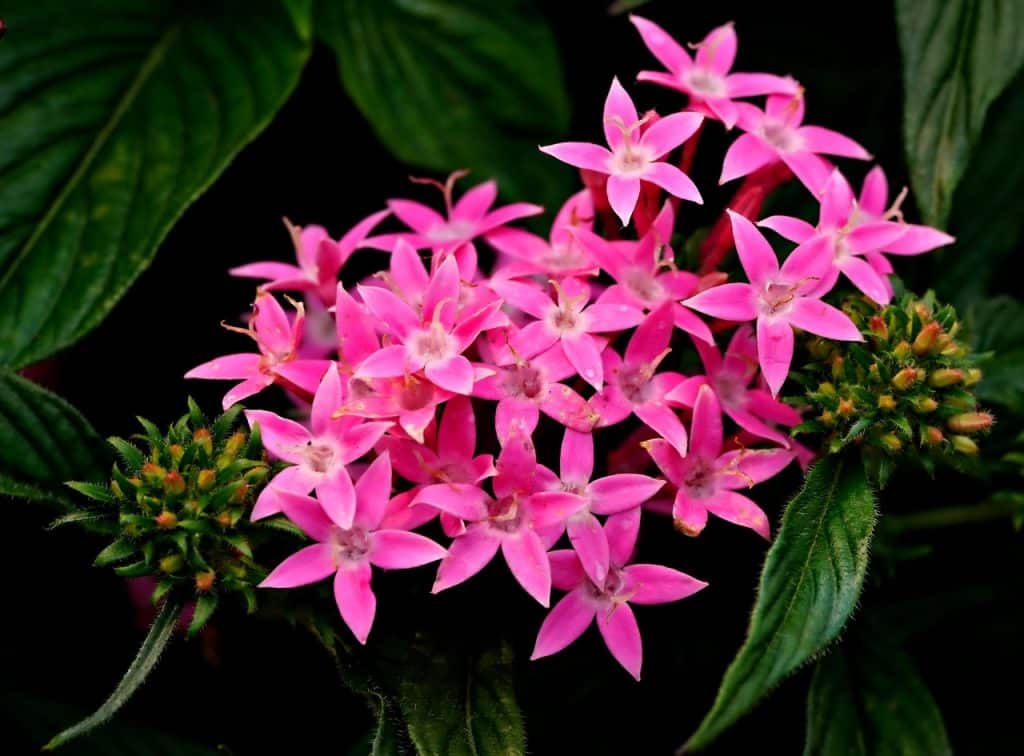 close up of a cluster of 5-petaled pink pentas flowers
