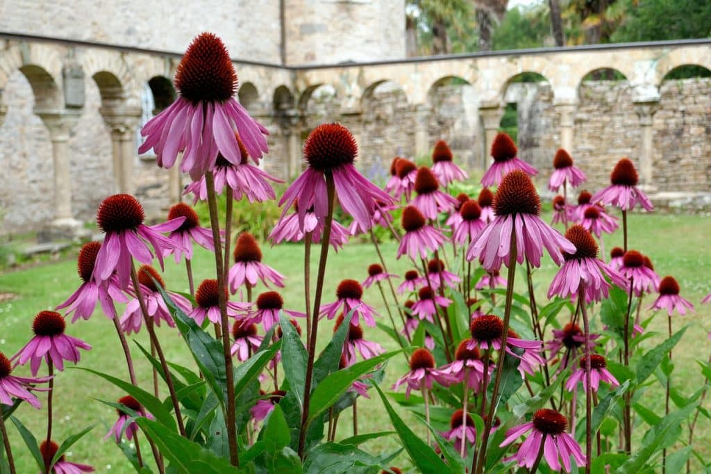close up of purple coneflowers, echinacea, with columns and arches in background