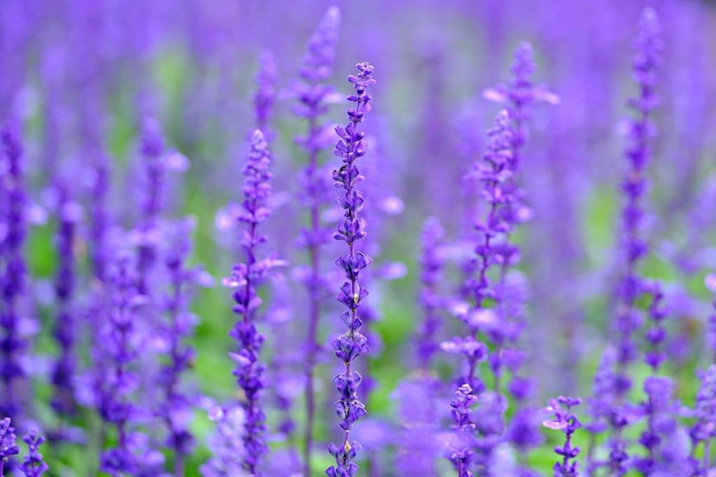 Beautiful vivid purple salvia flowers, heat tolerant flower, close up view
