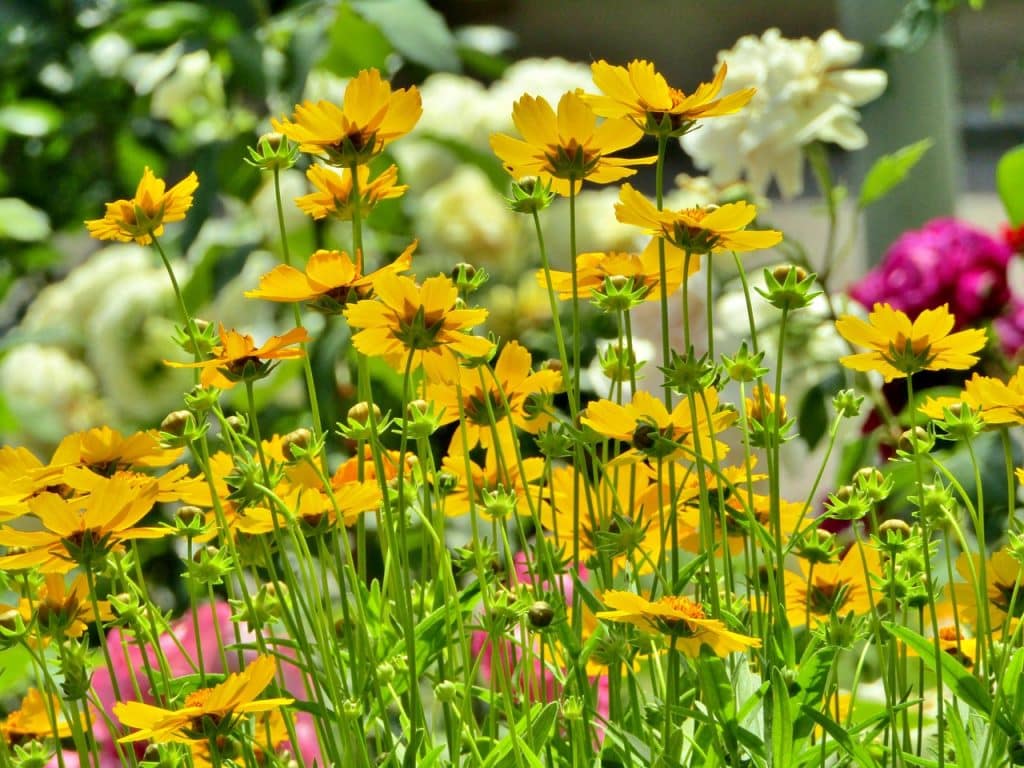 Lively yellow tickseed flowers, a heat tolerant Atlanta native flower