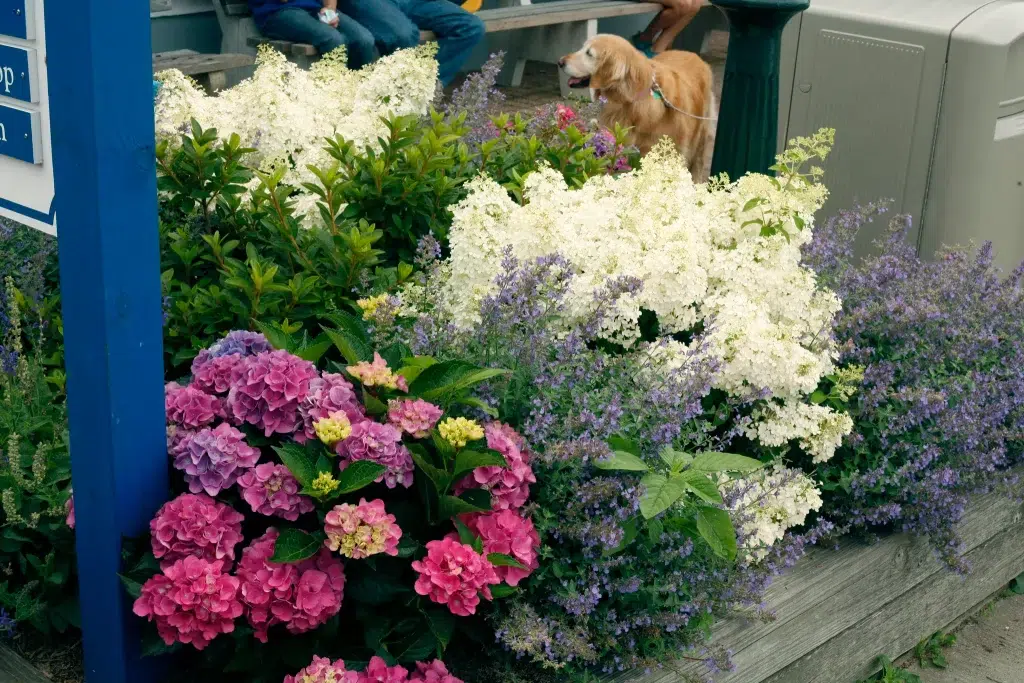 Bobo Panicle Hydrangea