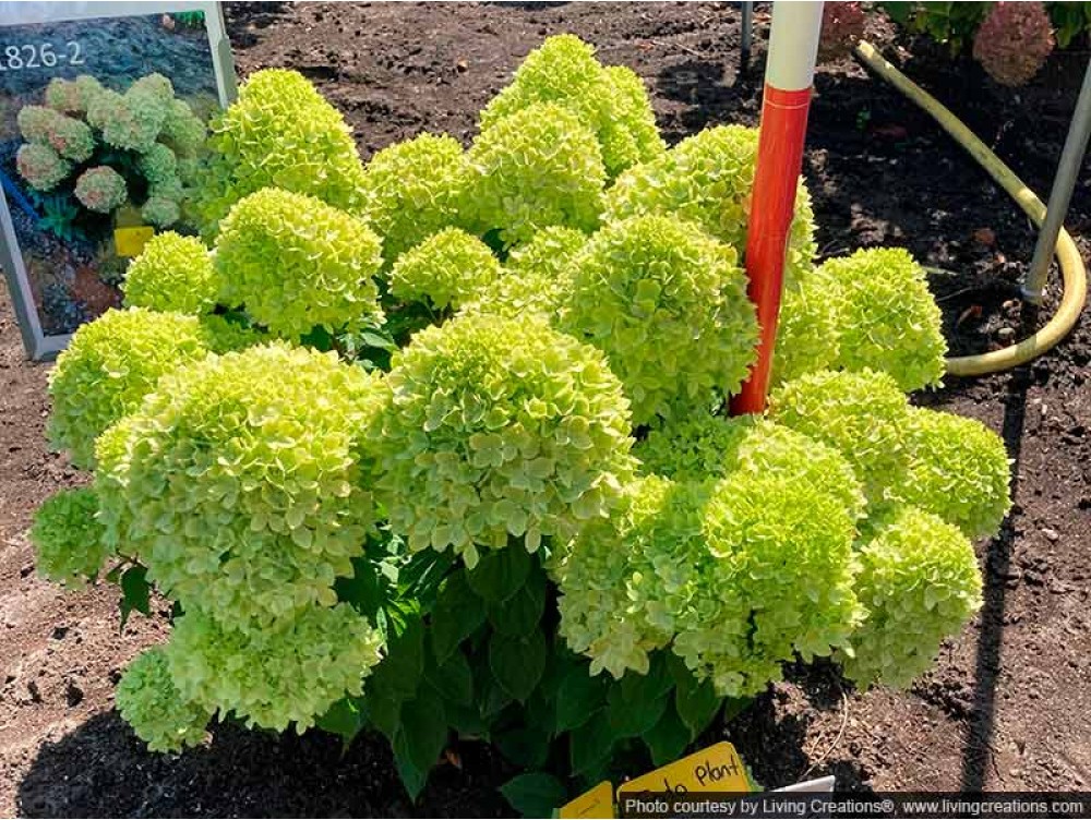 Candy apple hydrangea
