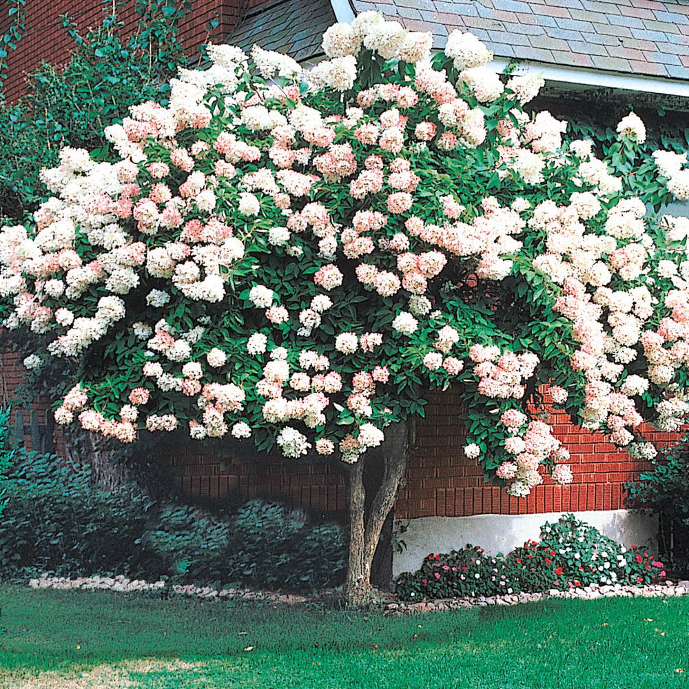 Grandflora (Pee Gee) hydrangea