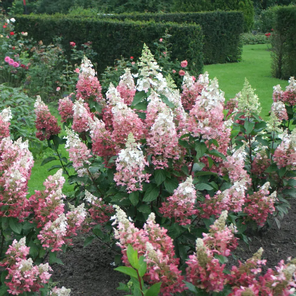 Pinky Winky Panicle Hydrangea