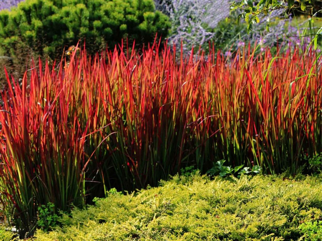 japanese bloodgrass, ornamental grass good for Georgia
