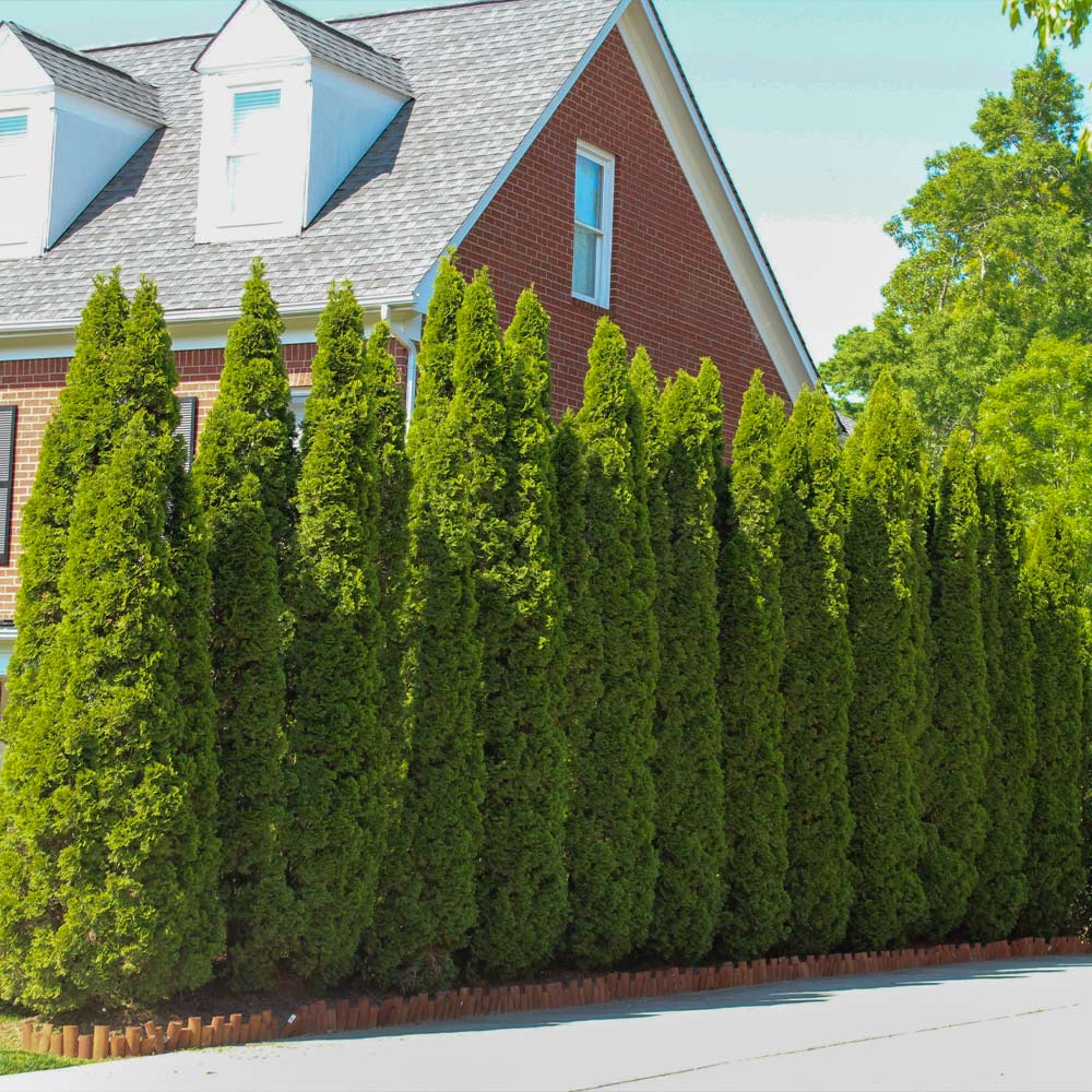 emerald green arborvitae privacy fencing used in ourdoor living space design